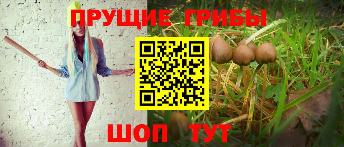 Галлюциногенные грибы Cubensis Бердск